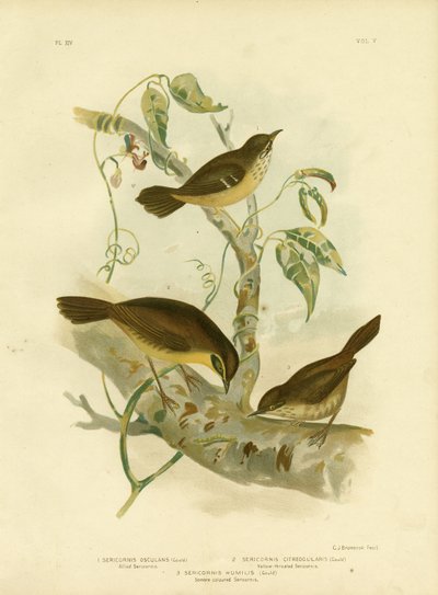 Allied Scrubwren or White-Browed Scrubwren by Gracius Broinowski